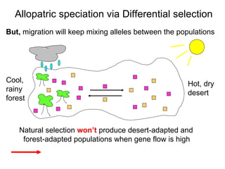 But,  migration will keep mixing alleles between the populations Allopatric speciation via Differential selection Hot, dry  desert Cool,  rainy  forest Natural selection  won’t  produce desert-adapted and forest-adapted populations when gene flow is high 