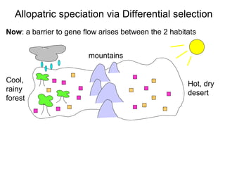 Now : a barrier to gene flow arises between the 2 habitats Allopatric speciation via Differential selection Hot, dry  desert Cool,  rainy  forest mountains 