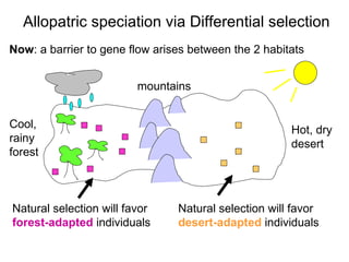 Now : a barrier to gene flow arises between the 2 habitats Allopatric speciation via Differential selection Hot, dry  desert Cool,  rainy  forest Natural selection will favor  forest-adapted   individuals Natural selection will favor  desert-adapted  individuals mountains 