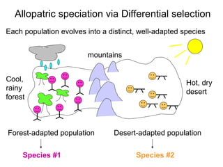 Each population evolves into a distinct, well-adapted species Allopatric speciation via Differential selection Hot, dry  desert Cool,  rainy  forest Forest-adapted population Desert-adapted population mountains Species #1 Species #2 