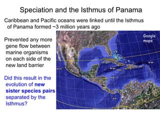Caribbean and Pacific oceans were linked until the Isthmus of Panama formed ~3 million years ago Prevented any more gene flow between  marine organisms  on each side of the  new land barrier Did this result in the evolution of  new sister species pairs separated by the Isthmus? Speciation and the Isthmus of Panama Google  maps 