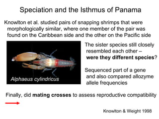 Speciation and the Isthmus of Panama Knowlton et al. studied pairs of snapping shrimps that were  morphologically similar, where one member of the pair was  found on the Caribbean side and the other on the Pacific side Knowlton & Weight 1998 Alphaeus cylindricus The sister species still closely resembled each other – were they different species ? Sequenced part of a gene  and also compared allozyme allele frequencies Finally, did  mating crosses  to assess reproductive compatibility 