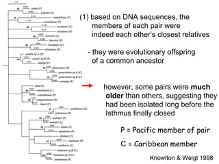 P = pacific species C = Caribbean species Knowlton & Weigt 1998 P = Pacific member of pair C  = Caribbean member (1) based on DNA sequences, the  members of each pair were  indeed each other’s closest relatives - they were evolutionary offspring  of a common ancestor   however, some pairs were  much     older  than others, suggesting they    had been isolated long before the   Isthmus finally closed 