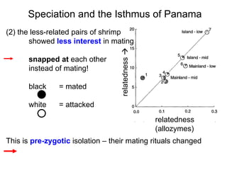 Speciation and the Isthmus of Panama (2) the less-related pairs of shrimp  showed  less interest  in mating snapped at  each other  instead of mating! black  = mated white  = attacked This is  pre-zygotic  isolation – their mating rituals changed relatedness   relatedness (allozymes)‏ 
