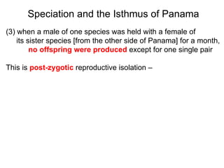Speciation and the Isthmus of Panama (3) when a male of one species was held with a female of its sister species [from the other side of Panama] for a month,  no offspring were produced  except for one single pair This is  post-zygotic   reproductive isolation –  