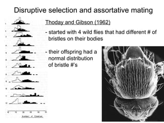Disruptive selection and assortative mating Thoday and Gibson (1962)   - started with 4 wild flies that had different # of  bristles on their bodies - their offspring had a normal distribution of bristle #’s 