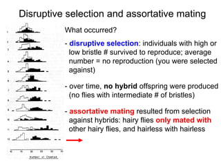 Disruptive selection and assortative mating What occurred? -  disruptive selection : individuals with high or  low bristle # survived to reproduce; average number = no reproduction (you were selected  against)‏ - over time,  no   hybrid  offspring were produced (no flies with intermediate # of bristles)‏ -  assortative mating  resulted from selection  against hybrids: hairy flies  only mated with   other hairy flies, and hairless with hairless 