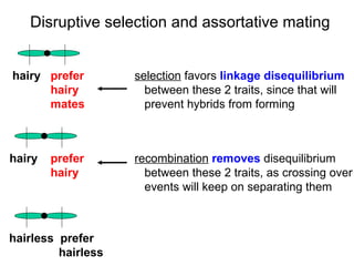 Disruptive selection and assortative mating hairy prefer     selection  favors  linkage disequilibrium hairy   between these 2 traits, since that will mates   prevent hybrids from forming hairy prefer     recombination   removes  disequilibrium hairy   between these 2 traits, as crossing over   events will keep on separating them hairless  prefer hairless 