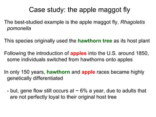 The best-studied example is the apple maggot fly,  Rhagoletis   pomonella This species originally used the  hawthorn tree  as its host plant Following the introduction of  apples  into the U.S. around 1850,  some individuals switched from hawthorns onto apples In only 150 years,  hawthorn  and  apple  races became highly genetically differentiated - but, gene flow still occurs at ~ 6% a year, due to adults that  are not perfectly loyal to their original host tree Case study: the apple maggot fly 