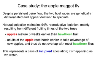Despite persistent gene flow, the two host races are genetically  differentiated and appear destined to speciate Natural selection maintains 94% reproductive isolation, mainly  resulting from different fruiting times of the two trees -  apples  mature 3 weeks earlier than  hawthorn  fruit - adults of the  apple  race hatch earlier to take advantage of  new apples, and thus do not overlap with most  hawthorn  flies This represents a case of  incipient  speciation; it’s happening as  we watch Case study: the apple maggot fly 