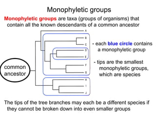 Monophyletic groups Monophyletic groups  are taxa (groups of organisms) that  contain all the known descendants of a common ancestor   -   each  blue circle  contains a monophyletic group   - tips are the smallest   monophyletic groups,   which are species The tips of the tree branches may each be a different species if  they cannot be broken down into even smaller groups common ancestor 