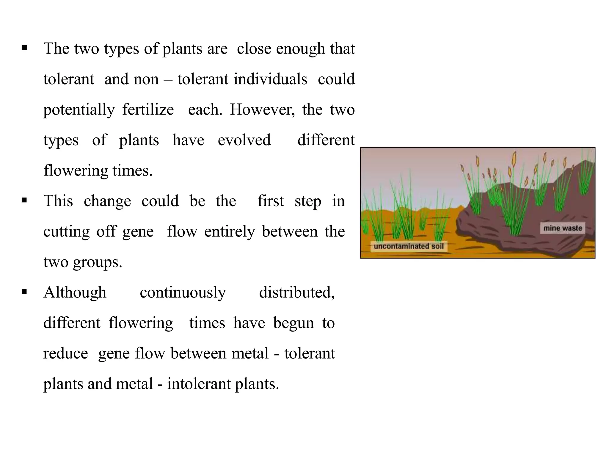  The two types of plants are close enough that
tolerant and non – tolerant individuals could
potentially fertilize each. However, the two
types of plants have evolved different
flowering times.
 This change could be the first step in
cutting off gene flow entirely between the
two groups.
 Although continuously distributed,
different flowering times have begun to
reduce gene flow between metal - tolerant
plants and metal - intolerant plants.
 