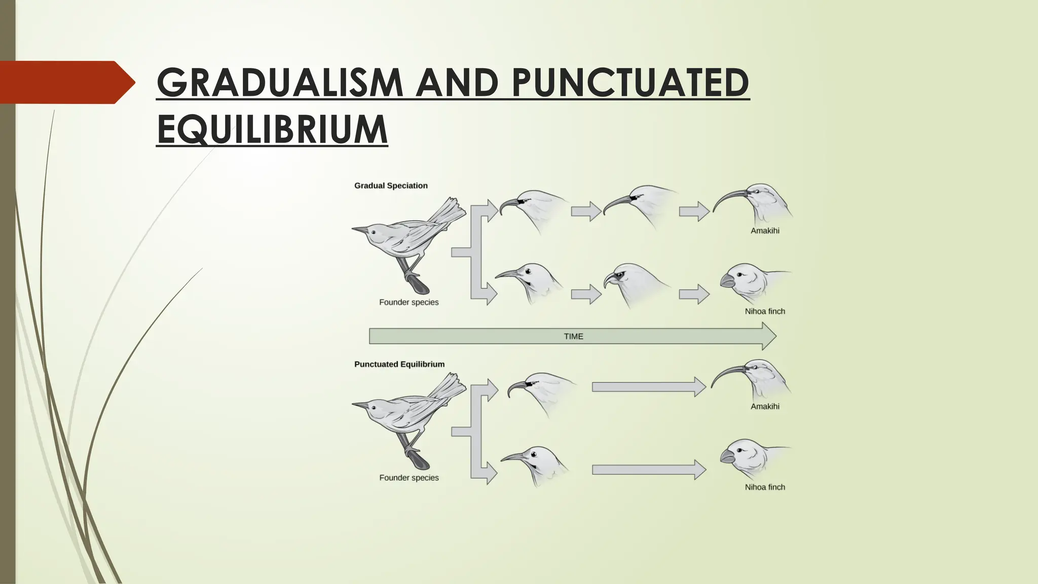 GRADUALISM AND PUNCTUATED
EQUILIBRIUM
 