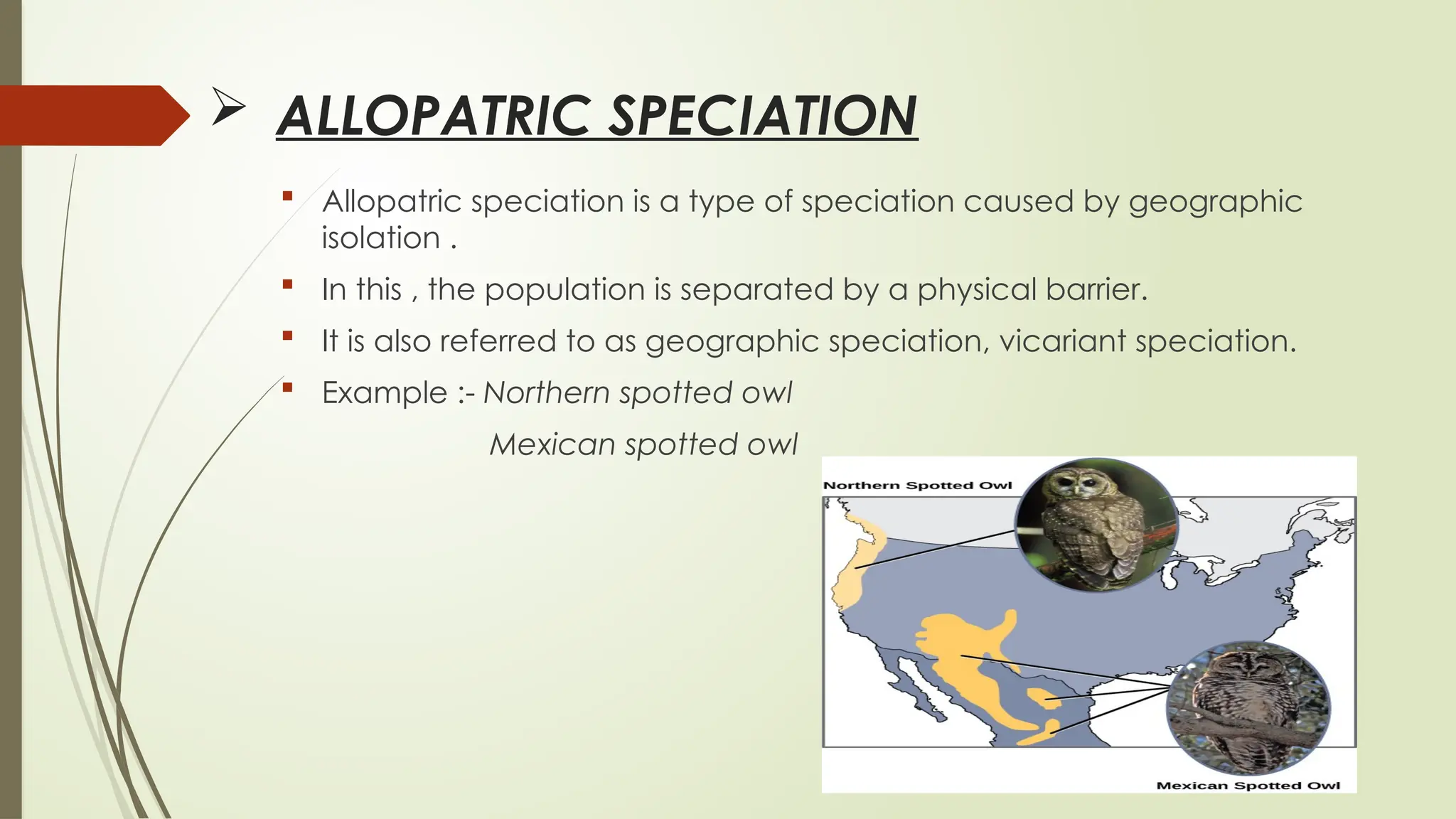  ALLOPATRIC SPECIATION
 Allopatric speciation is a type of speciation caused by geographic
isolation .
 In this , the population is separated by a physical barrier.
 It is also referred to as geographic speciation, vicariant speciation.
 Example :- Northern spotted owl
Mexican spotted owl
Pic 1
 