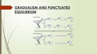 GRADUALISM AND PUNCTUATED
EQUILIBRIUM
 