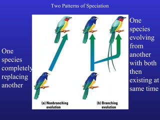 Two Patterns of Speciation

                                          One
                                          species
                                          evolving
                                          from
One                                       another
species                                   with both
completely                                then
replacing                                 existing at
another                                   same time
 