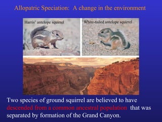 Allopatric Speciation: A change in the environment

      Harris’ antelope squirrel   White-tailed antelope squirrel




Two species of ground squirrel are believed to have
descended from a common ancestral population that was
separated by formation of the Grand Canyon.
 