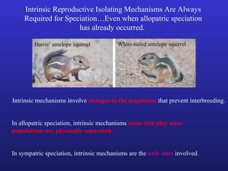 Intrinsic Reproductive Isolating Mechanisms Are Always
    Required for Speciation…Even when allopatric speciation
                     has already occurred.

        Harris’ antelope squirrel        White-tailed antelope squirrel




Intrinsic mechanisms involve changes to the organisms that prevent interbreeding.


In allopatric speciation, intrinsic mechanisms come into play once
populations are physically separated.


In sympatric speciation, intrinsic mechanisms are the only ones involved.
 