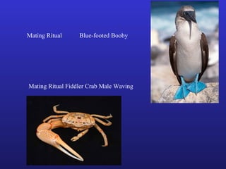 Mating Ritual     Blue-footed Booby




Mating Ritual Fiddler Crab Male Waving
 