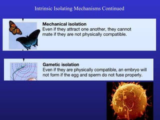 Intrinsic Isolating Mechanisms Continued
 