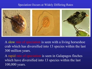 Speciation Occurs at Widely Differing Rates




A slow rate of speciation is seen with a living horseshoe
crab which has diversified into 13 species within the last
300 million years.
A rapid rate of speciation is seen in Galapagos finches
which have diversified into 13 species within the last
100,000 years.
 