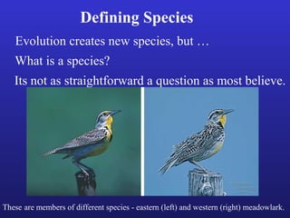 Defining Species
   Evolution creates new species, but …
   What is a species?
   Its not as straightforward a question as most believe.




These are members of different species - eastern (left) and western (right) meadowlark.
 