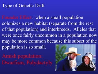 Type of Genetic Drift

Founder Effect: when a small population
colonizes a new habitat (separate from the rest
of that population) and interbreeds. Alleles that
were once fairly uncommon in a population now
may be more common because this subset of the
population is so small.
Amish population:
Dwarfism, Polydactyly
 