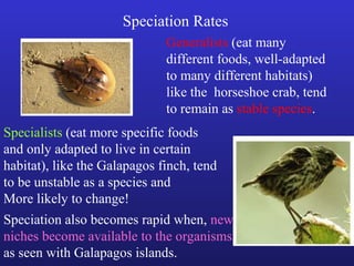 Speciation Rates
                              Generalists (eat many
                              different foods, well-adapted
                              to many different habitats)
                              like the horseshoe crab, tend
                              to remain as stable species.
Specialists (eat more specific foods
and only adapted to live in certain
habitat), like the Galapagos finch, tend
to be unstable as a species and
More likely to change!
Speciation also becomes rapid when, new
niches become available to the organisms,
as seen with Galapagos islands.
 