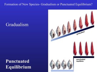 Formation of New Species- Gradualism or Punctuated Equilibrium?




Gradualism




Punctuated
Equilibrium
 