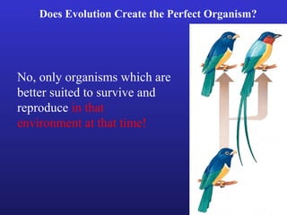 Does Evolution Create the Perfect Organism?




No, only organisms which are
better suited to survive and
reproduce in that
environment at that time!
 