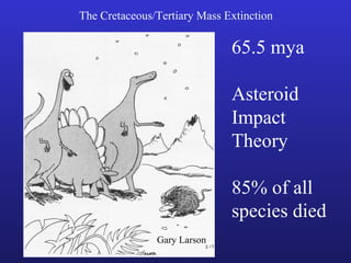 The Cretaceous/Tertiary Mass Extinction

                              65.5 mya

                              Asteroid
                              Impact
                              Theory

                              85% of all
                              species died
               Gary Larson
 