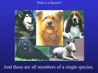 What is a Species?




And these are all members of a single species.
 