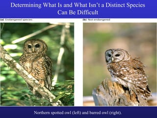 Determining What Is and What Isn’t a Distinct Species
                 Can Be Difficult




         Northern spotted owl (left) and barred owl (right).
 