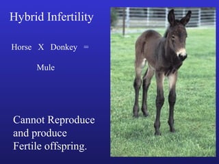 Hybrid Infertility

Horse X Donkey =

     Mule




Cannot Reproduce
and produce
Fertile offspring.
 