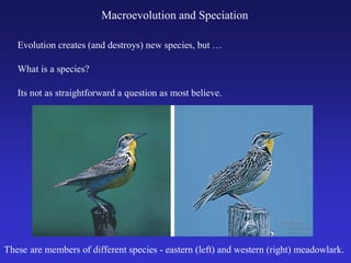 What is a species?
Its not as straightforward a question as most believe.
Macroevolution and Speciation
Evolution creates (and destroys) new species, but …
These are members of different species - eastern (left) and western (right) meadowlark.
 
