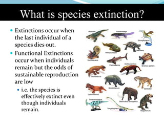 What is species extinction?
 Extinctions occur when
the last individual of a
species dies out.
 Functional Extinctions
occur when individuals
remain but the odds of
sustainable reproduction
are low
 i.e. the species is
effectively extinct even
though individuals
remain.
 