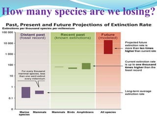 How many species are we losing?
 