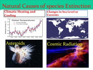 Natural Causes of species Extinction
Climatic Heating and
Cooling
Changes in Sea Level or
Currents
Asteroids Cosmic Radiation
 