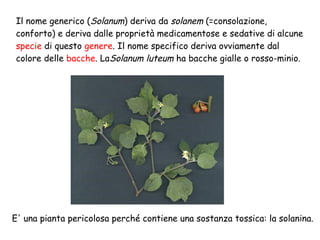 Il nome generico (Solanum) deriva da solanem (=consolazione,
conforto) e deriva dalle proprietà medicamentose e sedative di alcune
specie di questo genere. Il nome specifico deriva ovviamente dal
colore delle bacche. LaSolanum luteum ha bacche gialle o rosso-minio.

E' una pianta pericolosa perché contiene una sostanza tossica: la solanina.

 