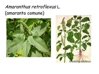 Amaranthus retroflexus L.
(amaranto comune)

 