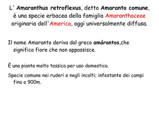 L' Amaranthus retroflexus, detto Amaranto comune,
è una specie erbacea della famiglia Amaranthaceae
originaria dell'America, oggi universalmente diffusa.
Il nome Amaranto deriva dal greco amárantos,che
significa fiore che non appassisce.
È una pianta molto tossica per uso domestico.
Specie comune nei ruderi e negli incolti; infestante dei campi
fino a 900m.

 