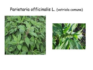 Parietaria officinalis L.

(vetriola comune)

 
