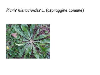 Picris hieracioides L. (aspraggine comune)

 
