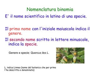 Nomenclatura binomia
E' il nome scientifico in latino di una specie.
Il primo nome con l'iniziale maiuscola indica il
genere.
Il secondo nome scritto in lettere minuscole,
indica la specie.
Genere e specie: Quercus ilex L.

L. indica Linneo (nome del botanico che per primo
l'ha descritta e denominata)

 