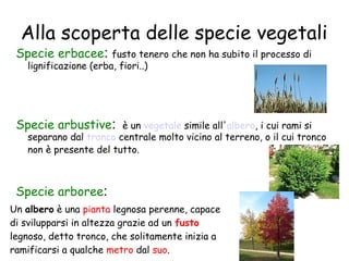 Alla scoperta delle specie vegetali

Specie erbacee:

fusto tenero che non ha subito il processo di
lignificazione (erba, fiori..)

Specie arbustive:

è un vegetale simile all'albero, i cui rami si
separano dal tronco centrale molto vicino al terreno, o il cui tronco
non è presente del tutto.

Specie arboree:
Un albero è una pianta legnosa perenne, capace
di svilupparsi in altezza grazie ad un fusto
legnoso, detto tronco, che solitamente inizia a
ramificarsi a qualche metro dal suo.

 