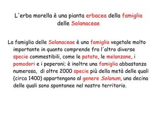 L'erba morella è una pianta erbacea della famiglia
delle Solanaceae
La famiglia delle Solanaceae è una famiglia vegetale molto
importante in quanto comprende fra l'altro diverse
specie commestibili, come le patate, le melanzane, i
pomodori e i peperoni; è inoltre una famiglia abbastanza
numerosa, di oltre 2000 specie più della metà delle quali
(circa 1400) appartengono al genere Solanum, una decina
delle quali sono spontanee nel nostro territorio.

 
