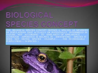 BIOLOGICAL  SPECIES CONCEPT THE   BILOGICAL  SPECIES  CONCEPT  DEFINES  A   SPECIES   AS  MEMBERS   OF  POPULATIONS  THAT  ACTUALLY  OR  POTENTIALLY    INTERBREED  IN  NATURE ,  NOT    ACCORDING     TO    SIMILARITY  OF  APPEARENCE  .  ALTHOUGH     APPERENCE  IS  HELPFUL  IN     IDENTIFYING      SPECIES  IT  DOES    NOT    DEFINE SPECIES  EXAMPLE:::…….THE   IN CREDIABLE  PURPLE FROG  (  24 SPECIES  ) 