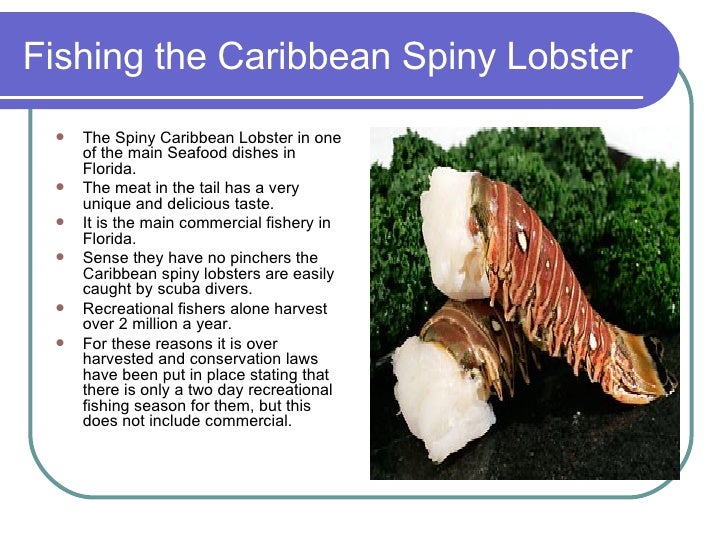 Species Of Lobster In Florida 2 Casey Taylor