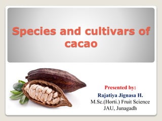 Species and cultivars of
cacao
Presented by:
Rajatiya Jignasa H.
M.Sc.(Horti.) Fruit Science
JAU, Junagadh
 