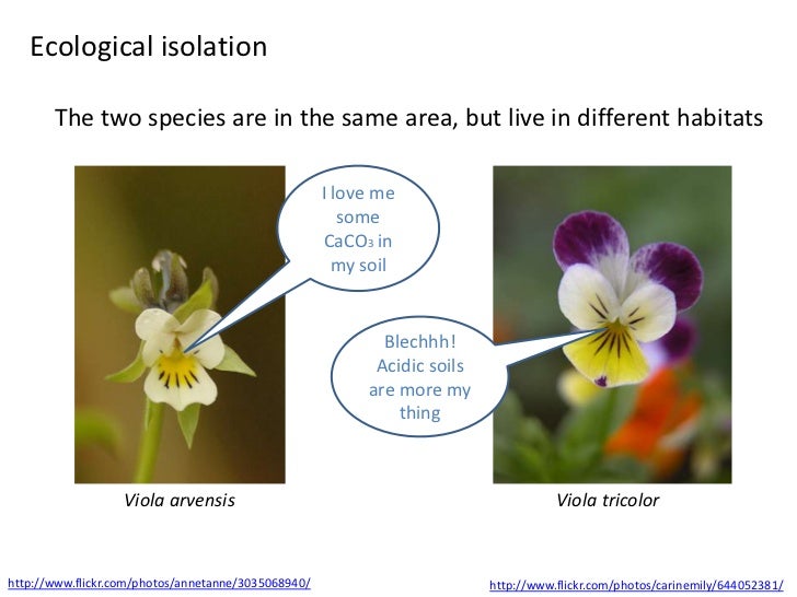 IB Biology Option D.2 Species and speciation